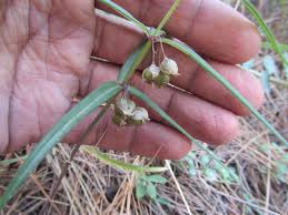 Image result for Convallariaceae