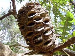Banksia Seed Pod Seed Pods Australian Wildflowers Seeds