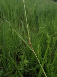 Image result for Urochloa arrecta