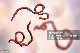 Image result for Filoviridae