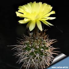 Image result for Cavacoa aurea