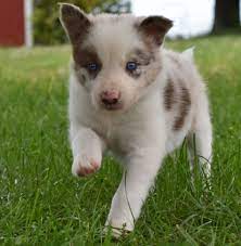 Mocha The Border Collie Puppy Running Happily On A Summer Day Border Collie Puppies Puppies Border Collie Puppies For Sale