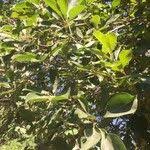 Image result for Terminalia phanerophlebia