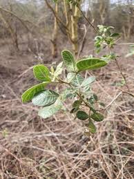 Image result for Searsia tenuinervis