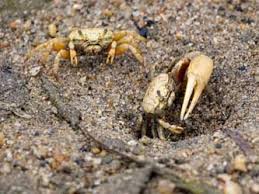 Image result for Toddalia crenulata