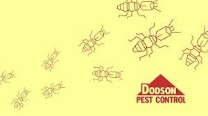 Commercial and residential pest control services | dodson bros. Things You Could Be Doing To Attract Termites Dodson Pest Control