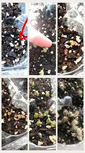 Too wet, and the plant may suffer from root rot. How To Grow Succulents From Seeds Unugtp