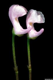 Image result for Utricularia appendiculata