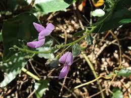 Image result for Desmodium uncinatum