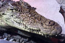 Cape fear serpentarium уилмингтон •. Cape Fear Serpentarium Wilmington Nc 2021 Review Ratings Family Vacation Critic