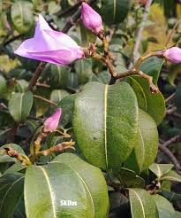 Image result for Wahlenbergia madagascariensis