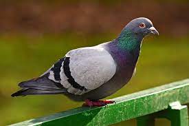 How To Keep Pigeons Away From Bird Feeders