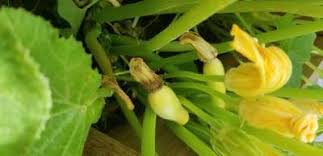 We did not find results for: Rotten Baby Summer Squash Community Plantix