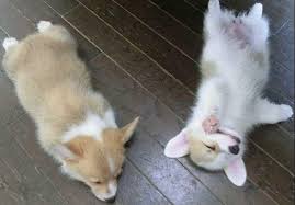 Free for commercial use no attribution required high quality images. Two Welsh Corgi Puppies Sleeping Jpg