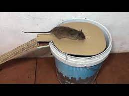 Genious Homemade Easy Mouse Trap With Old Bucket Youtube In 2021 Mouse Traps Mouse Trap Diy Rat Traps