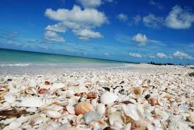 Image result for Sandy Beach Brown 2011 Captiva