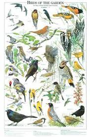 Summer Birds Of The Garden Poster Identification Chart