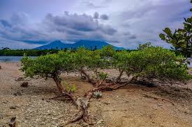 Image result for Pemphis