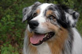 If they don't get a chance to exercise and challenge their strongly developed mental and physical activities, they are apt to become frustrated and difficult to live with. Australian Shepherd Schnuffelfreunde