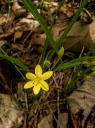Image result for Hypoxis urceolata
