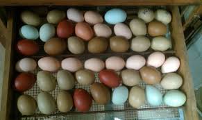 The Olive Egger Thread Chickens Backyard Chicken Eggs Chicken Farmers