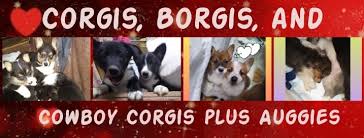 Check spelling or type a new query. Corgis Borgis And Cowboy Corgis Home Facebook