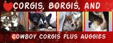 Newest oldest price ascending price descending relevance. Corgis Borgis And Cowboy Corgis Home Facebook