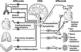 Heart Failure As An Autonomic Nervous System Dysfunction Sciencedirect