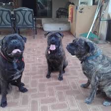 Bullinthebush Bullmastiffs