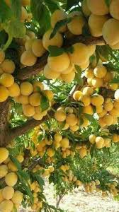 Pin On Obst