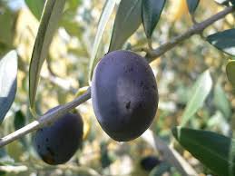 Olives Leccino For Extravirgin Olive Oil Olive Olive Style Olive Oil
