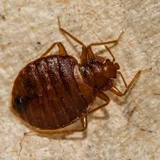Image result for bed bugs