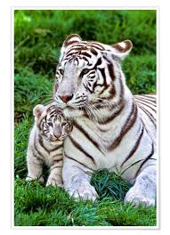 Welome to the best film action full movie & series from various hd quality produts: White Tiger Mother With Child Posters And Prints Posterlounge Com
