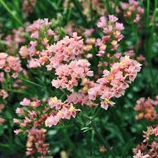 Image result for Limonium sinuatum
