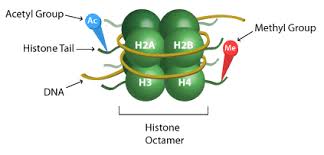 By chih long liu, stephanie tangsombatvisit, jacob m rosenberg, gil mandelbaum, emily c gillespie, or p gozani, ash a alizadeh, paul j utz. Advanced Epigenetic Overview Of Histone Modifications Epigentek