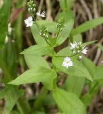 Image result for Justicia anagalloides