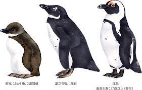 ケープペンギン：ペンギンライブラリー｜ホシザキ株式会社