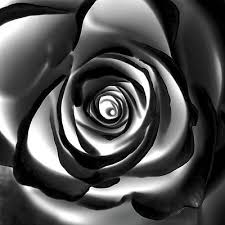 A portrait photographer who shoots black and white photos understands the powerful emotion and mood a monochrome image can portray. Black And White Rose Photographs Fine Art America