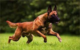 El pastor belga malinois es una de las cuatro variedades de la raza canina de pastor belga. Criadero De Pastor Belga Malinois Home Facebook