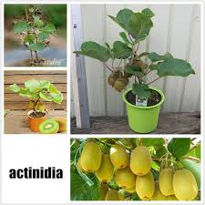 Check spelling or type a new query. 19 Kind Fruit Bonsai Fruit Tree Seeds Buy At A Low Prices On Joom E Commerce Platform