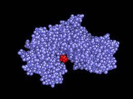 induced fit and hexokinase