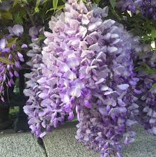 Image result for Wisteria sinensis