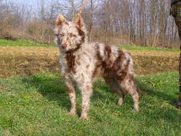 Képtalálatok a következőre: mudi