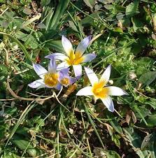 Image result for Romulea