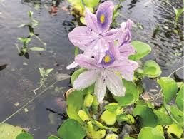 Image result for Pontederia crassipes