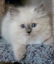 Birman Kittens For Sale Near Me Ragdoll Cats For Sale Buy Ragdolls With Breeding Rights Ragamuffin Kittens Ragdoll Cats For Sale Ragdoll Kitten