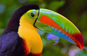 Bird With Long Colorful Beak Rainbow Beak Tucan Rainforest Animals Colorful Birds Beautiful Birds
