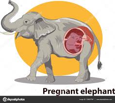 Image result for elephant anatomy