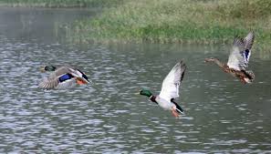 Before releasing best shotgun choke tubes, we have done researches, studied market research and reviewed customer feedback so the information call of duty: Choosing The Best Waterfowl Shotgun Choke For Any Situation Great Days Outdoors