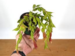 Image result for Habenaria laurentii